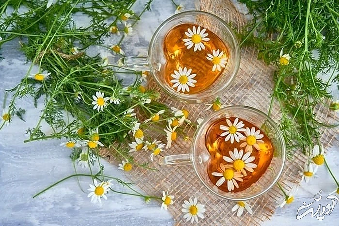 حفظ آرامش با چای بابونه چای بابونه